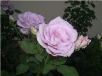 f274b214-Picture 6266.jpg